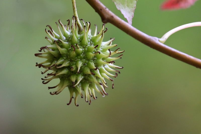 Organic Fruits and Vegetables